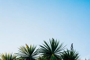 palmtree tops